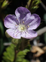 Phacelia grandiflora