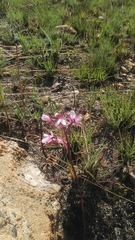 Eulophia hians hians