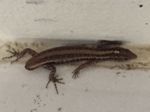 Moth Skink