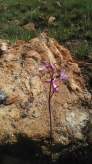 Eulophia hians hians