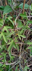 Passiflora suberosa litoralis