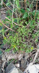 Passiflora suberosa litoralis