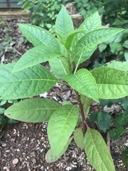 Phytolacca americana
