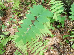 Hairy Solomon's Seal (Polygonatum pubescens)
