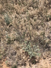 Oenothera cinerea cinerea