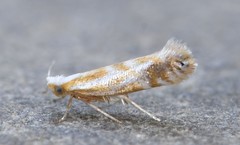 Argyresthia canadensis