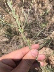 Oenothera cinerea cinerea
