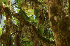 Bolborhynchus lineola