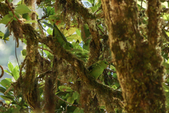 Bolborhynchus lineola