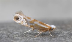 Argyresthia canadensis