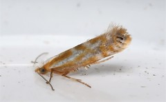 Argyresthia canadensis