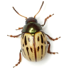 Leptinotarsa lineolata