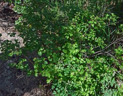 Physocarpus monogynus