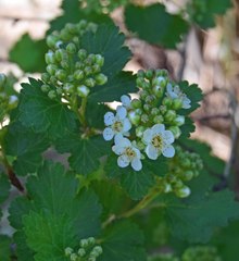 Physocarpus monogynus