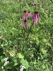 Echinacea laevigata