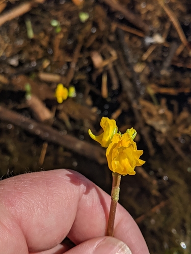 Common bladderwort