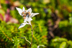 Leontopodium discolor
