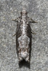Catastega timidella