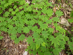 Acer sieboldianum