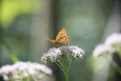 Argynnis paphia tsushimana