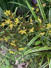 Lysimachia quadriflora