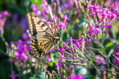 Papilio machaon hippocrates