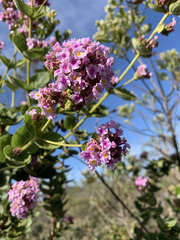 Lippia rotundifolia