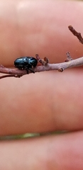 Chrysochus cobaltinus