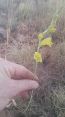 Gladiolus woodii