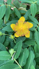 Hypericum calycinum