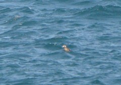 Histrionicus histrionicus