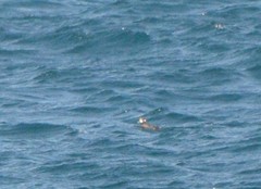 Histrionicus histrionicus