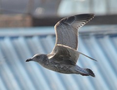 Larus