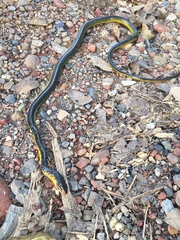 Chironius carinatus
