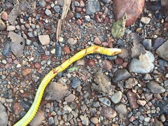 Chironius carinatus