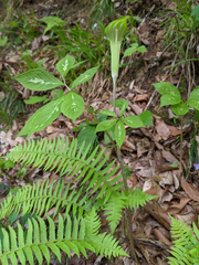 Arisaema serratum