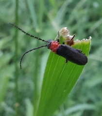 Silis ruficollis