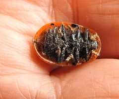 Conchyloctenia punctata