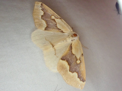 Sabulodes edwardsata