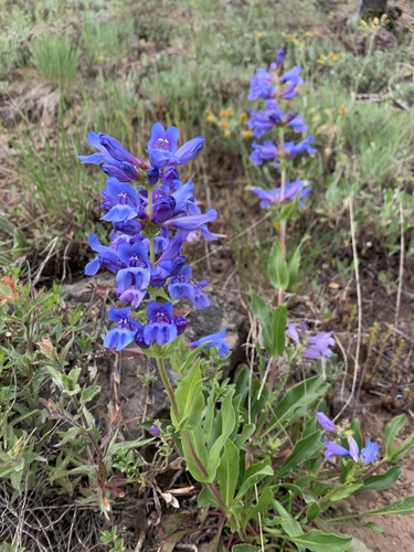 Penstemon pennellianus
