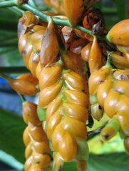 Stromanthe jacquinii