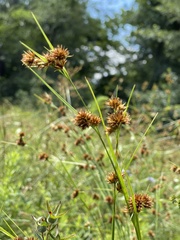 Rhynchospora glomerata angusta