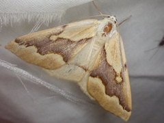 Sabulodes edwardsata