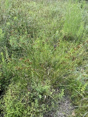 Rhynchospora glomerata angusta