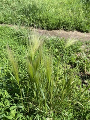 Hordeum jubatum