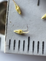 Rhynchospora glomerata angusta