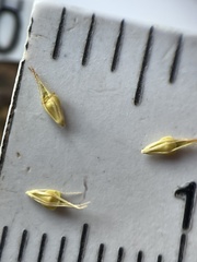 Rhynchospora glomerata angusta