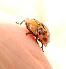 Conchyloctenia punctata