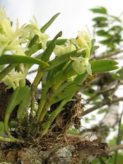 Epidendrum scharfii