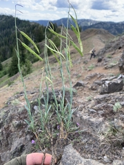 Boechera suffrutescens